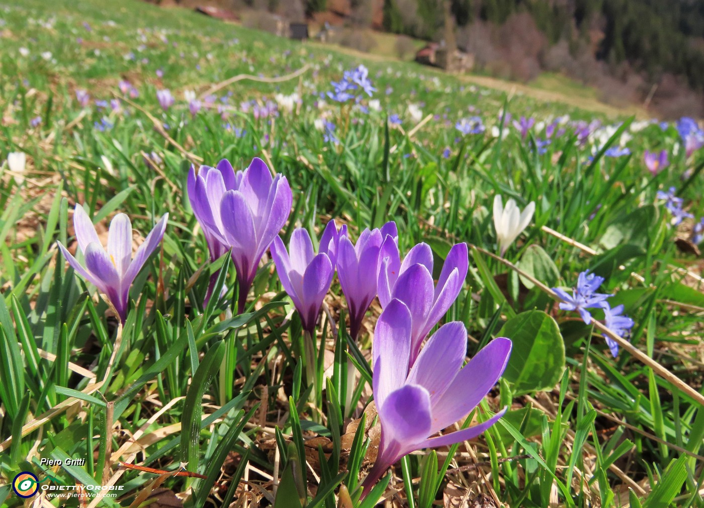 40 Crocus vernus (Crocus) e Scilla bifolia (Scilla silvestre) ai prati della Pigolotta di Valtorta .JPG